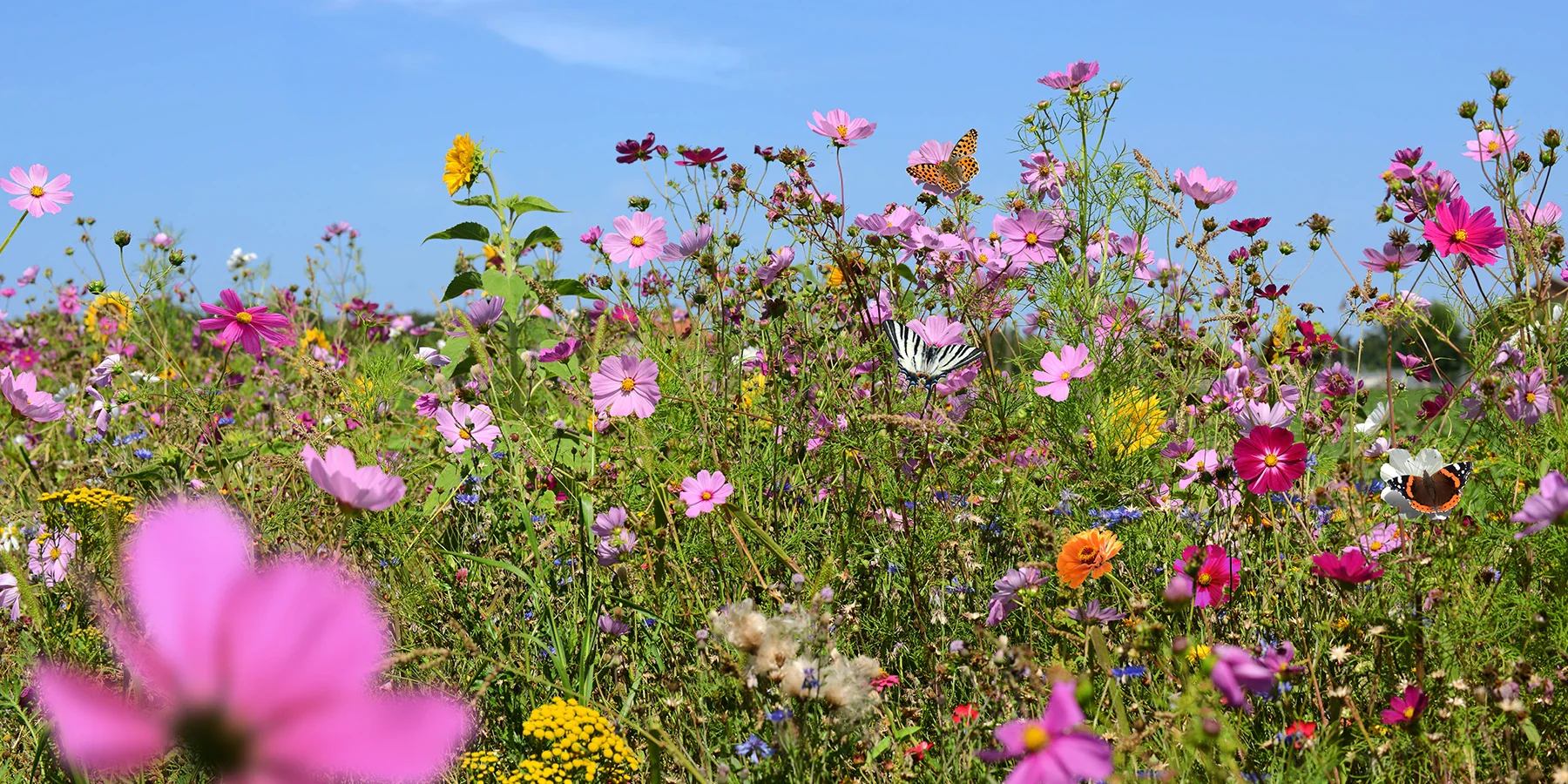 Frische Pflanzen direkt vom Züchter