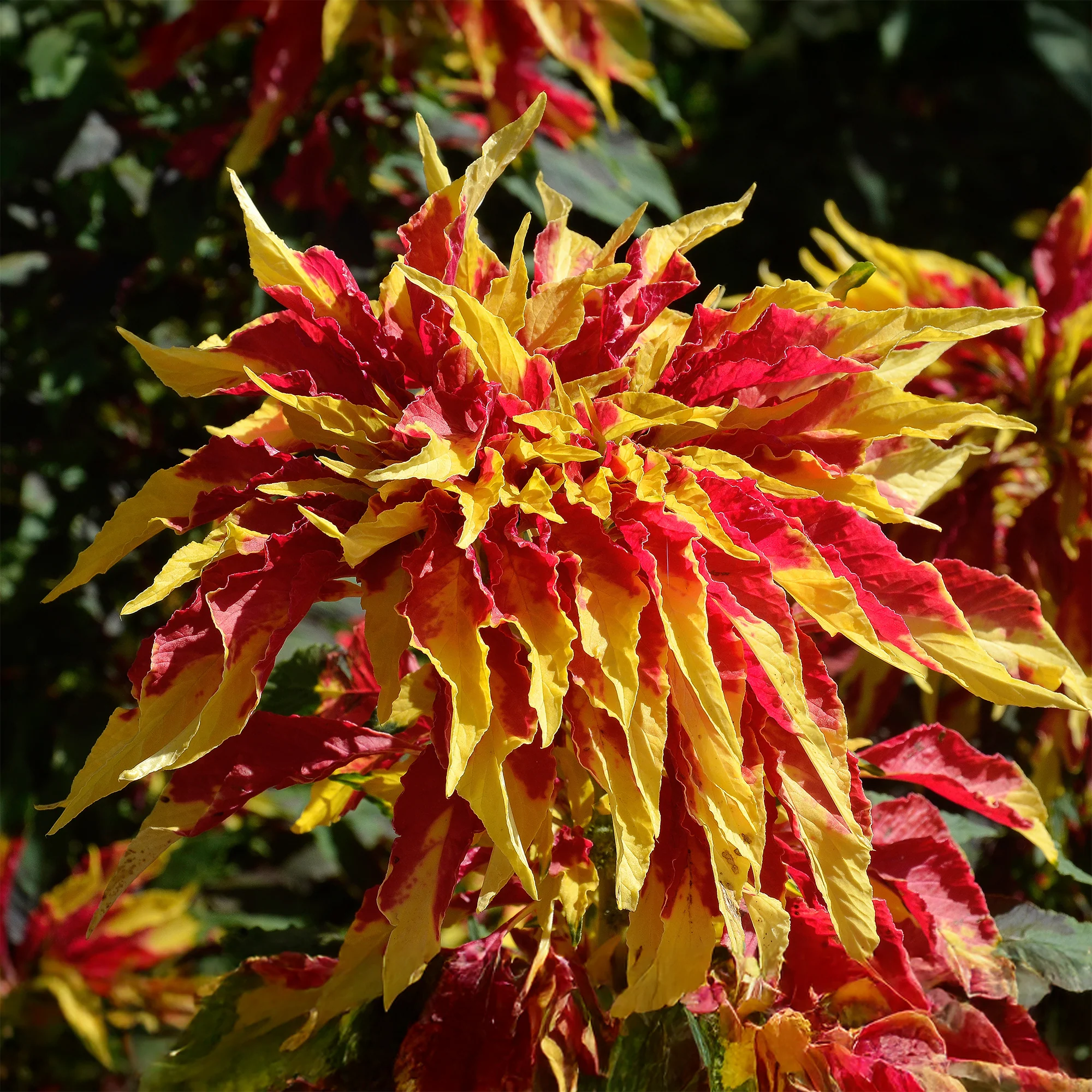 Vorschaubild 1