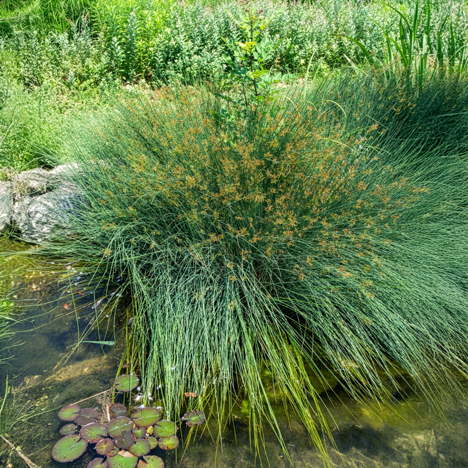 Beliebte Wasserpflanzen