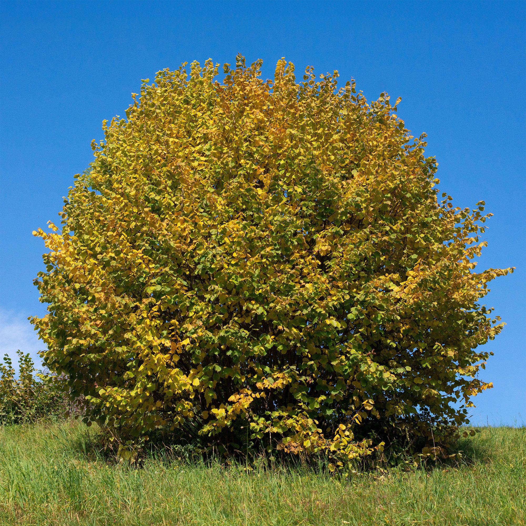 Vorschaubild 2